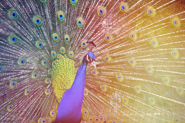 Shot Peacock All Its Beauty — Stock fotografie