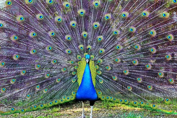 Shot Peacock All Its Beauty — Stock Photo, Image