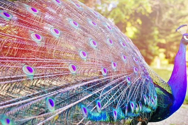 Κοντινό Πλάνο Των Φτερών Ενός Παγωνιού Ένα Φως Φωτοβολίδα — Φωτογραφία Αρχείου