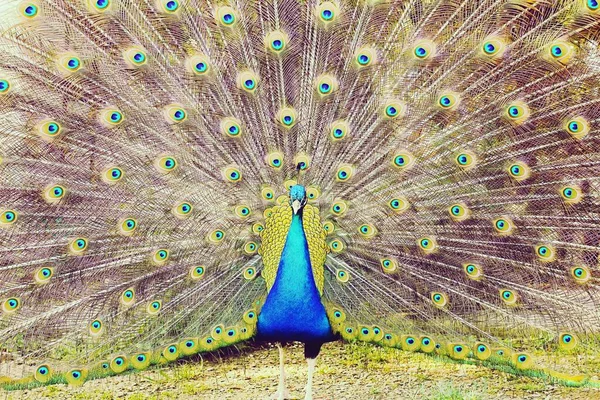 鮮やかな色を持つ愛の美しい孔雀 — ストック写真