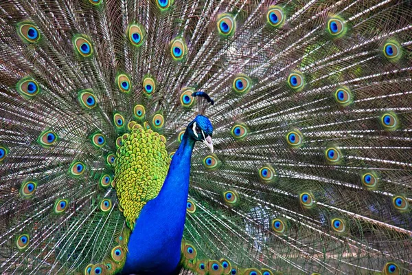 Hermoso Pavo Real Amor Con Colores Brillantes —  Fotos de Stock