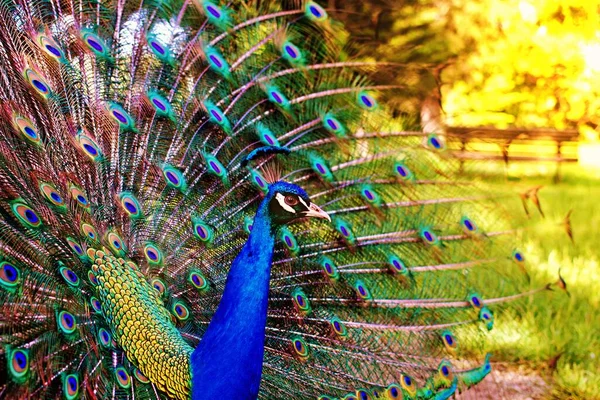 Hermoso Pavo Real Macho Atardecer Mostrando Sus Colores Brillantes —  Fotos de Stock