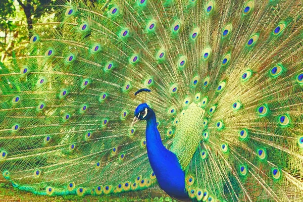 Hermoso Pavo Real Macho Mostrando Sus Colores Brillantes —  Fotos de Stock