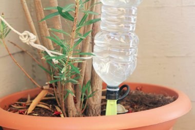 Balkondaki bir bitkiyi sulamak için bir şişe su. .