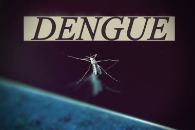 Sivrisinek Dang virüsü kavramının makro görünümü.