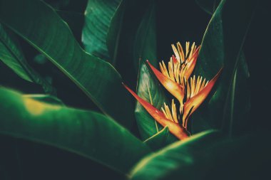 Red flower and green leaves abstract background. Nature and environmnet concept. Vintage tone filter effect color style.