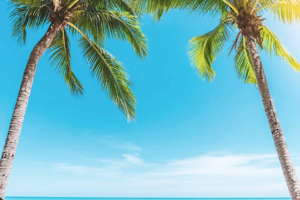 Palmeira Tropical Com Céu Azul Fundo Abstrato Nuvem Verão Férias — Fotografia de Stock