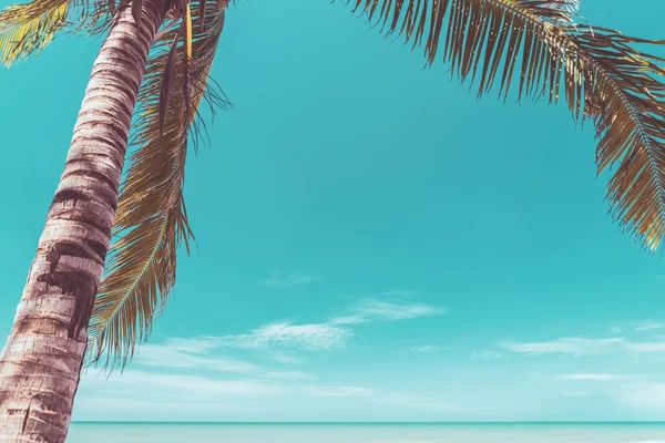 Tropical Φοίνικα Μπλε Ουρανό Και Σύννεφο Αφηρημένο Φόντο Καλοκαιρινές Διακοπές — Φωτογραφία Αρχείου