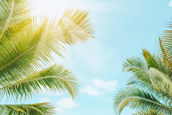 Тропічна Пальма Сонячним Світлом Заході Сонця Небо Хмарний Абстрактний Фон — стокове фото