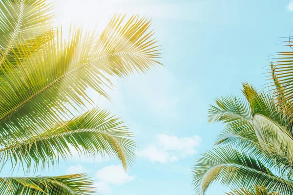 Palmier Tropical Avec Lumière Soleil Sur Ciel Couchant Fond Abstrait Image En Vente