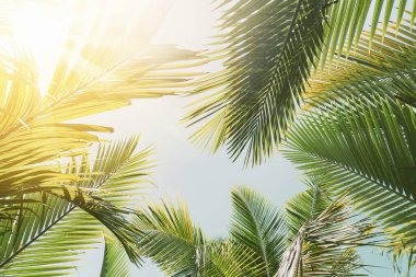 Günbatımında güneş ışığı olan tropik palmiye ağacı ve soyut bir arka plan bulutu. Yaz tatili ve doğa yolculuğu macera konsepti. Klasik ton filtre efekti renk biçimi.
