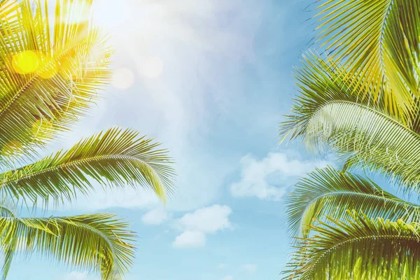 热带棕榈树 夕阳西下的阳光和云彩的抽象背景 暑假和自然探险的概念 复古色调过滤效果色彩风格 — 图库照片
