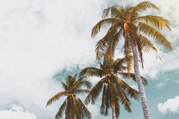 Palmeira Tropical Com Luz Solar Céu Por Sol Fundo Abstrato — Fotografia de Stock