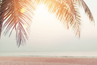 Günbatımında güneş ışığı olan tropik palmiye ağacı ve soyut bir arka plan bulutu. Yaz tatili ve doğa yolculuğu macera konsepti. Klasik ton filtre efekti renk biçimi.