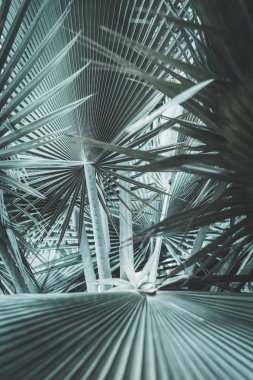 Yeşil palmiye yaprağı deseni soyut arka plan. Grafik tasarımı için kopyalama alanı tropikal yaz ve doğa çevre konsepti. Klasik ton filtre efekti renk biçimi.