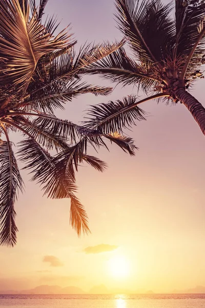 Palme Tropischen Strand Sonnenuntergang Himmel Abstrakten Hintergrund Sommerurlaub Und Naturerlebnis — Stockfoto