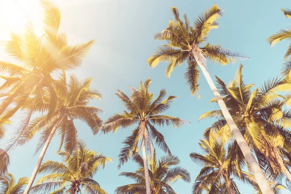 Palmeira Tropical Com Luz Solar Céu Por Sol Fundo Abstrato — Fotografia de Stock