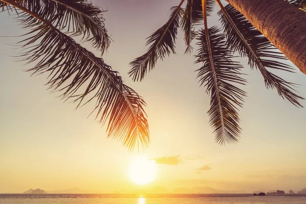 棕榈树在热带海滩落日的天空中抽象的背景 暑假和自然探险的概念 复古色调过滤效果色彩风格 — 图库照片