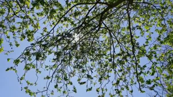 阳光照射在绿树成荫的树叶上 映衬着阳光灿烂的一天 — 图库视频影像