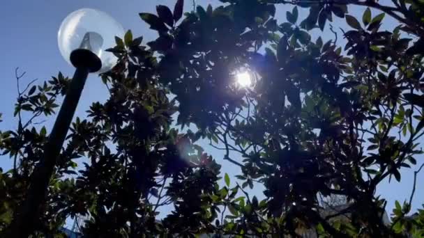 阳光明媚的日子 公园里的路灯 绿叶衬托下 — 图库视频影像