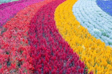 Hokkaido Japonya 'da sonbahar mevsiminde arka arkaya çok renkli çiçek bahçesi.