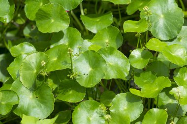 GotU kola, Asya pennywort, Hint pennywort, yaprak yeşil arka plan, kaplan bitkisel.