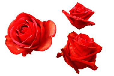 Beyaz arkaplanda izole gül koleksiyonu