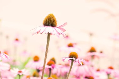 Koni çiçeği, ekinezya. Eski arkaplan