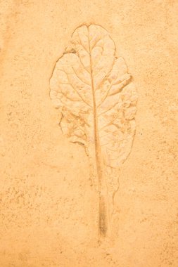 Beton zemin zemin zemininde, zemin dokusu arka planında damga yaprağı sebzesi