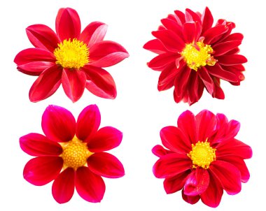 koleksiyon kırmızı kasımpatı beyaz arkaplanda izole