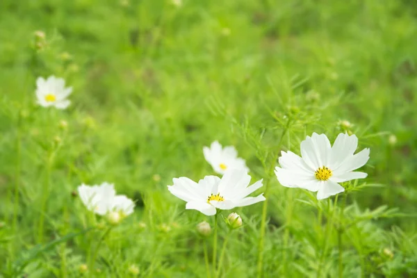 Little white daisy flower with green bokeh baclground