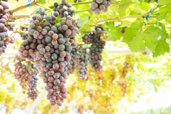 Bunch Grapes Vine Sunset — Photo