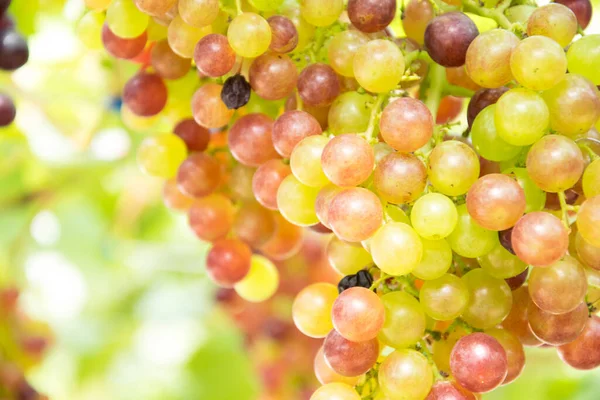 stock image Bunch of grapes nature in frarm