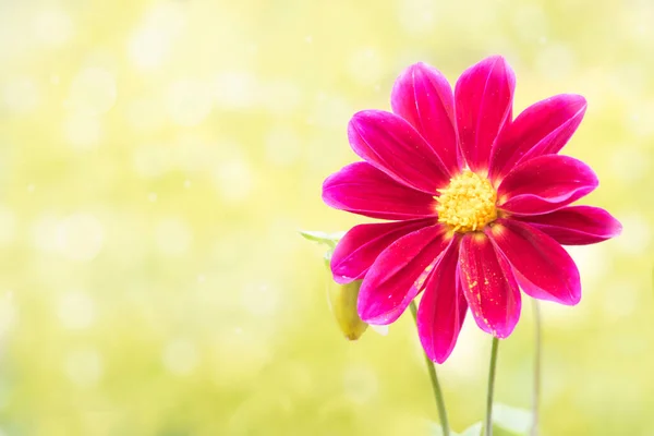 Güzel Kırmızı Zinnia Çiçeği — Stok fotoğraf