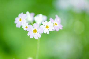 Arka plan için mor çiçekler