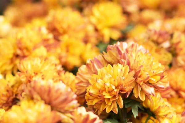 Indah Orange Bunga Bunga Krisan Latar Belakang — Stok Foto