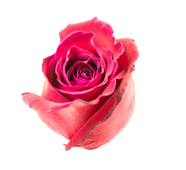 Красный Розовый Выделен Белом Фоне — стоковое фото