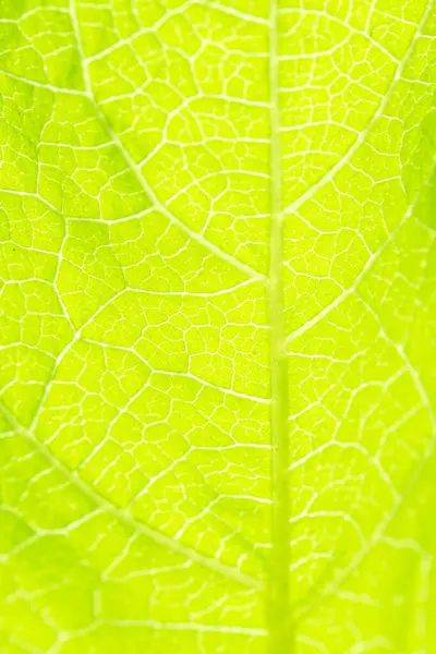 Зеленые Листья Фона Листовая Текстура — стоковое фото