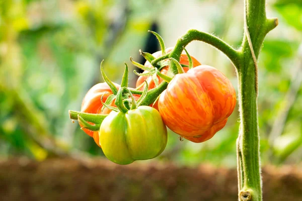 菜园里的新鲜西红柿 图库图片