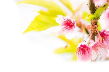 Sakura çiçek doğası geçmişi