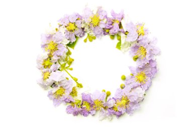 Beyaz arka planda izole edilmiş mor çember çiçek. Mor çiçekler sınır çerçevesi.