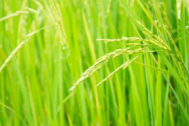 Pirinç tarlasında yeşil kulak.