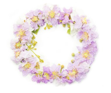 Beyaz arka planda izole edilmiş mor çember çiçek. Mor çiçekler sınır çerçevesi.