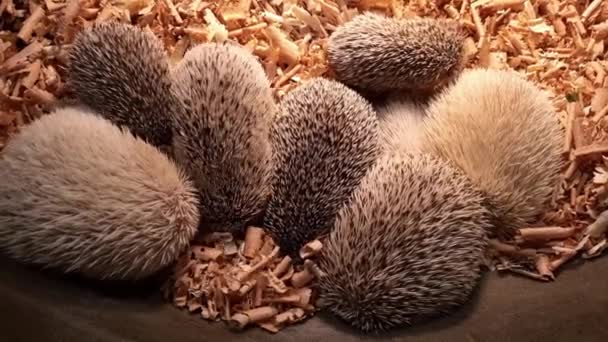 African Dwarf Hedgehogs White Bellied Mobile Video Cubs Horizontal Video — Stock Video