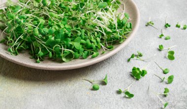 Taze mikro-yeşillik, tabakta, üst manzara, insan yok.,