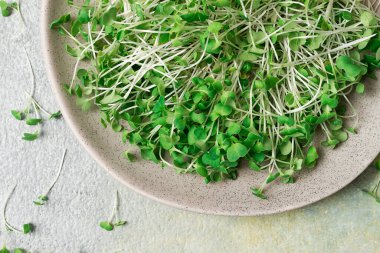 Taze mikro-yeşillik, tabakta, üst manzara, insan yok.,