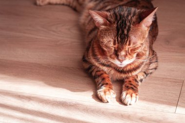 Bengal kedisi güneşli odada dinleniyor, eşsiz kürk desenlerini ve ahşap zeminde şakacı davranışları vurguluyor.