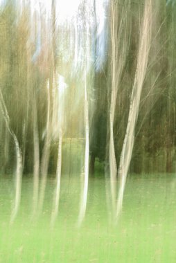 forest landscape with trees blurred by intentional camera movement and textures