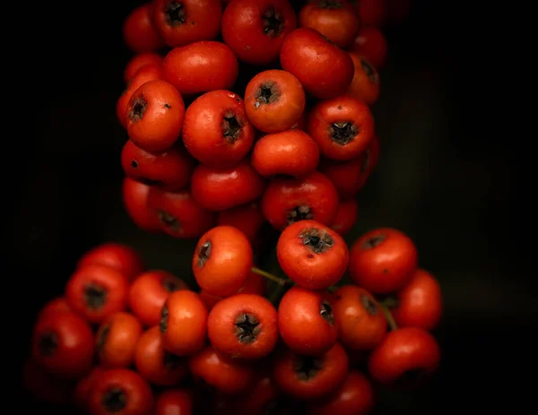 Drzewo Intensywnymi Czerwonymi Owocami Piękne Grono Owoców Wdzięczności — Zdjęcie stockowe