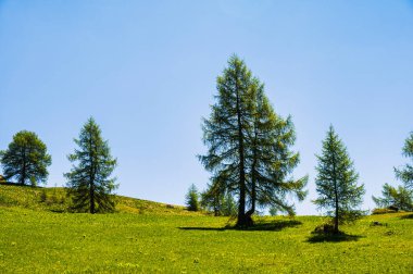 View of trees in alpine landscape walking from Passo San Pellegrino to Fuciade refuge, North Italy